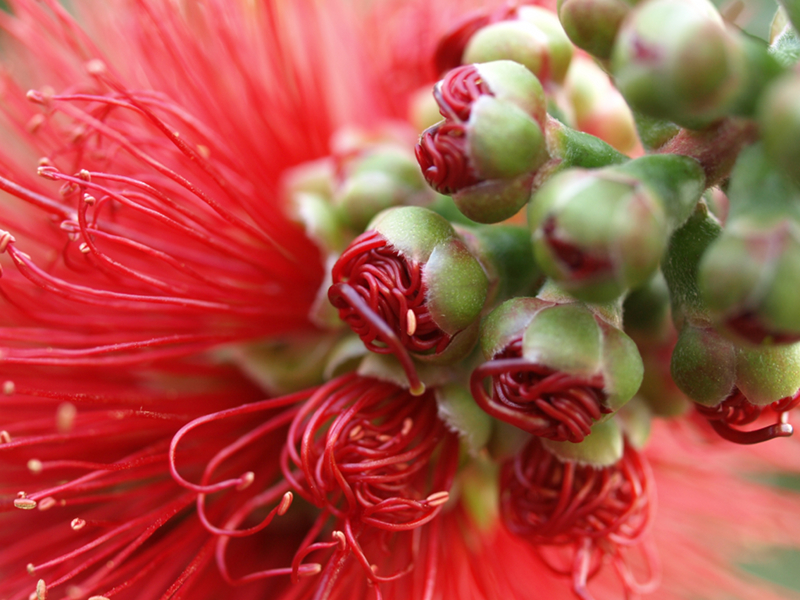 tropical flower